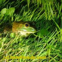 /home//u458753944/public_html/sourcegallery//Frogs/More bullfrogs/P7060247.JPG